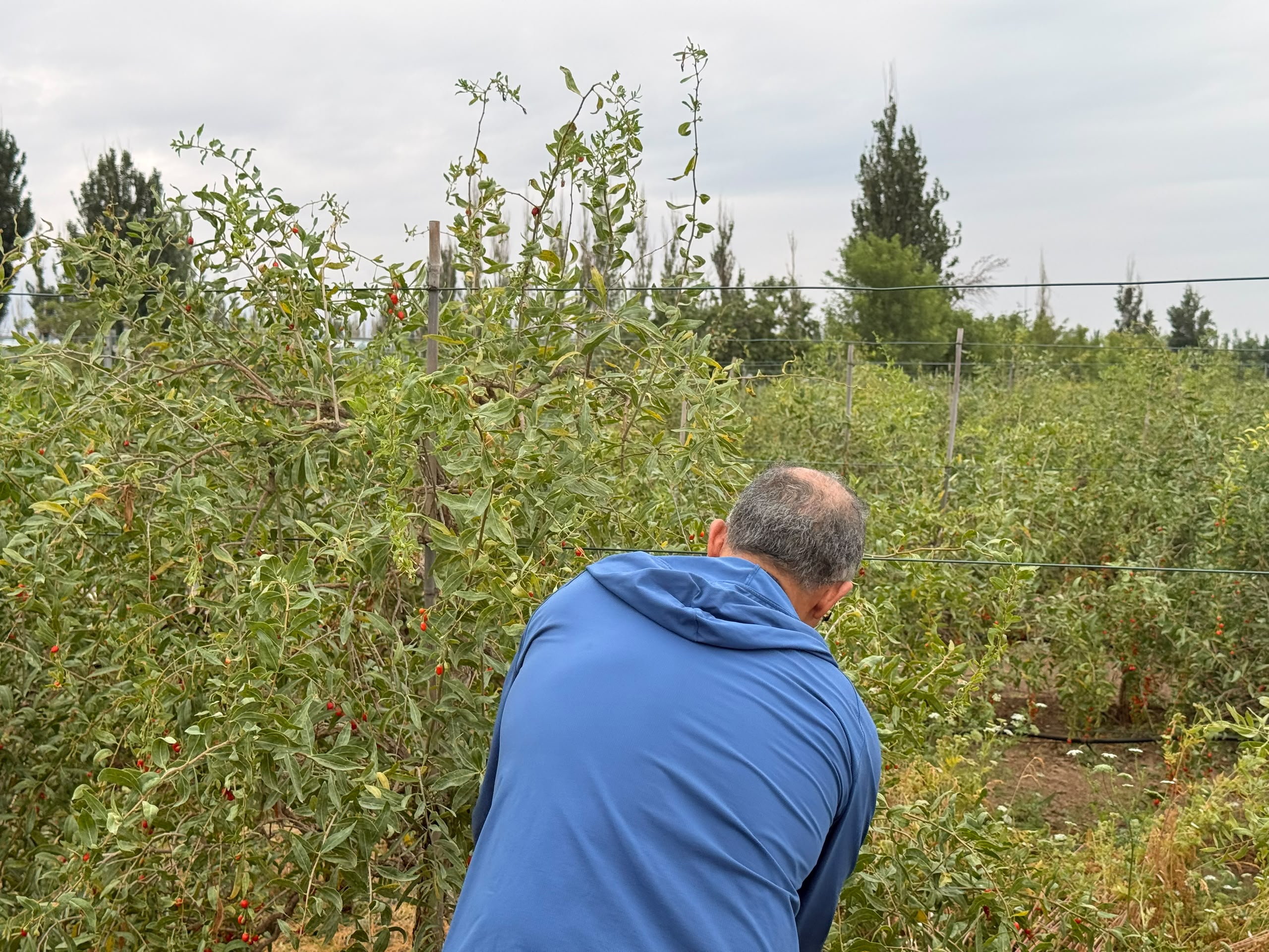 he Goji Berry Blueprint: Tracing the Human Line from Chinese Farms to African Newsrooms